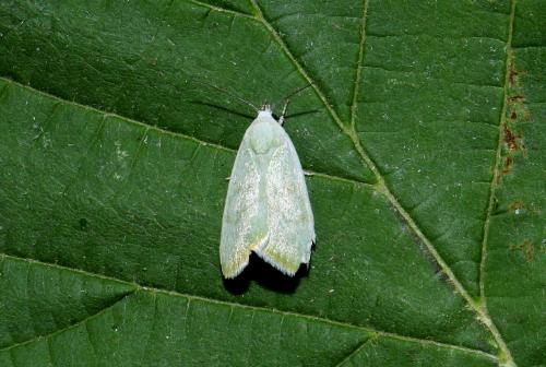 Réf. 263 467 : Earias vernana